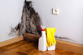 Environmental Consulting for Mold Prevention in Decordova, TX